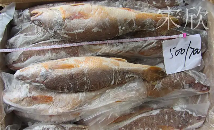 上海冷凍魚進口報關(guān) (2)_副本.png